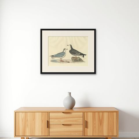 Original Handcolored Engraving of The Little Gull by Selby, 1826, shown framed on a wall
