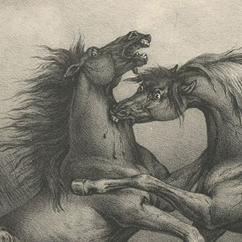 Original Antique Lithograph of a Horse Showing the Passion 'Rage & Agony', 1827, close-up 3