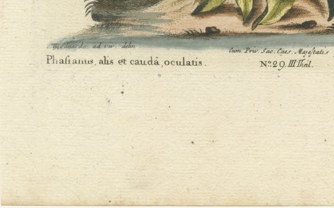 Chinese Peacock-Pheasant, Hand-Colored Engraving by Edwards & Seligmann, c.1770, close-up 5