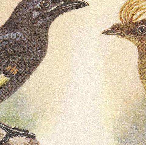 Antique Print of the Archbold's Bower-Bird, Crested Golden Bird and Other, 1950, close-up 1