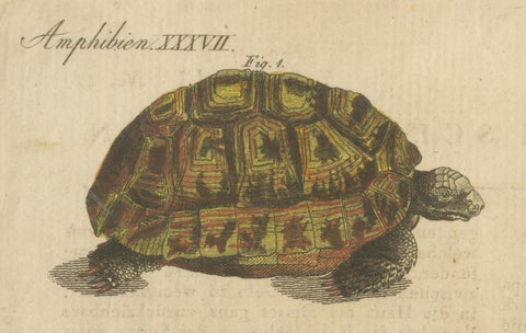 Antique Handcolored Engraving of Turtles and Tortoises, c.1800, close-up 6