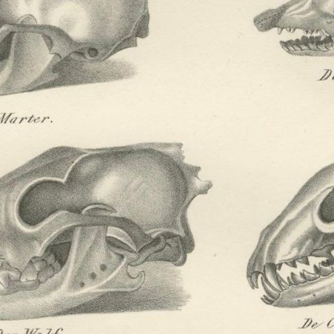 19th-Century Scientific Lithograph of Animal Skulls: Lion, Wolf, Bat and more, close-up 6