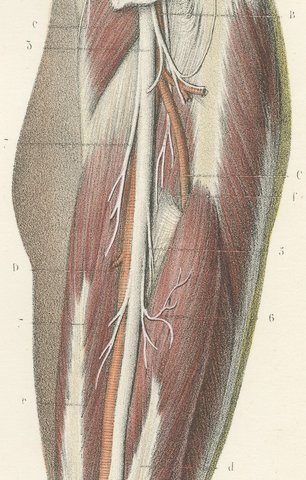 The Popliteal Region and the Calf, Antique Hirschfeld Anatomy Print, 1866, view 6