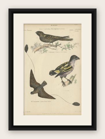 Antique Bird Print of the Leona Goat Sucker and Other Birds, Ca.1860, shown framed