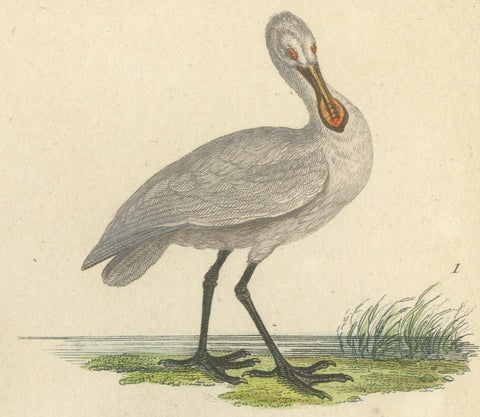 Elegant Avian Diversity: Illustrations from Buffon's Ornithology, c.1780, close-up 1