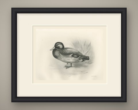 Mallard Drake by a Reed Bed, Plate CLXIX after Lilian Medland, c. 1909, shown framed