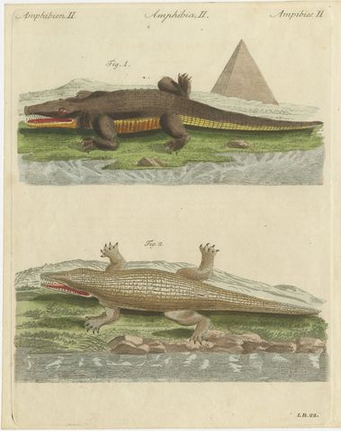 Crocodiles with an Egyptian Pyramid, Antique Bertuch Print, Vienna, circa 1805