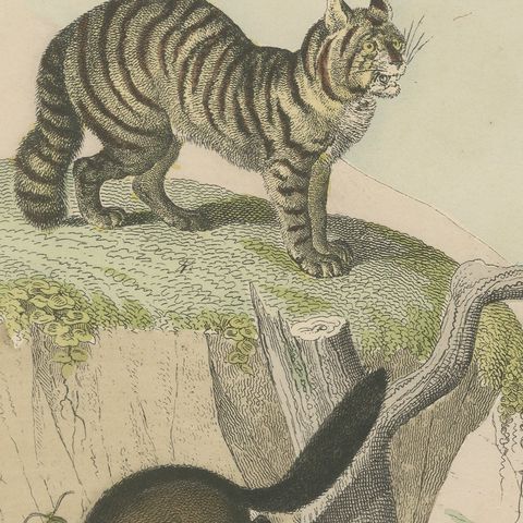 Antique Tiger and Puma Print with Wildcat and Martens, Kolb Mammals, circa 1890, close-up 6