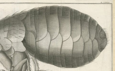 Large Folding Engraving of a Flea Seen Under the Microscope by Diderot, ca.1770, close-up 2