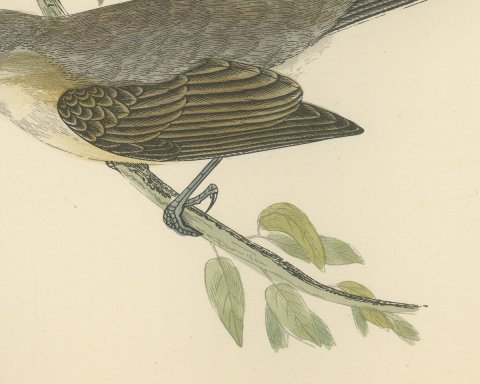 Lesser Whitethroat on a Slender Branch, Antique Morris Bird Print, 1896, close-up 2