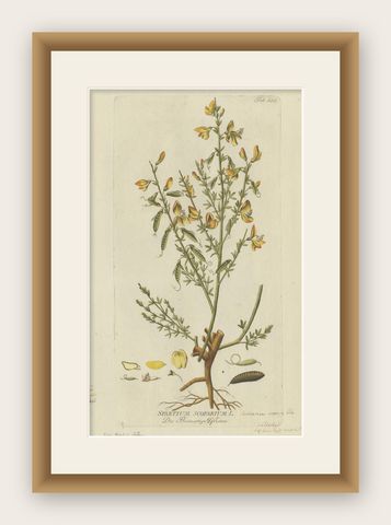 Scotch Broom Botanical Engraving - Icones Plantarum Medicinalium, 1788, shown framed