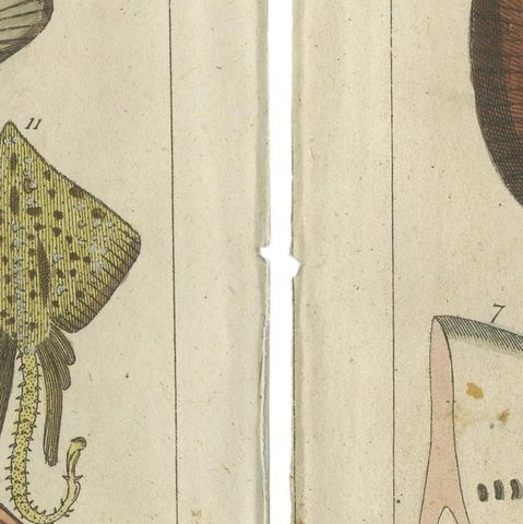 Set of 2 Antique Fish Prints, Common Torpedo Ray, Skate, Stingray, close-up 2