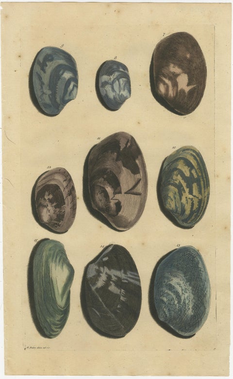Set of 2 Colored Antique Prints of various Sea Shells and Molluscs, view 2