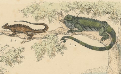Crocodiles, Lizards & Reptiles Print: Alligator, Monitor, Iguana, Antique 1867, close-up 2