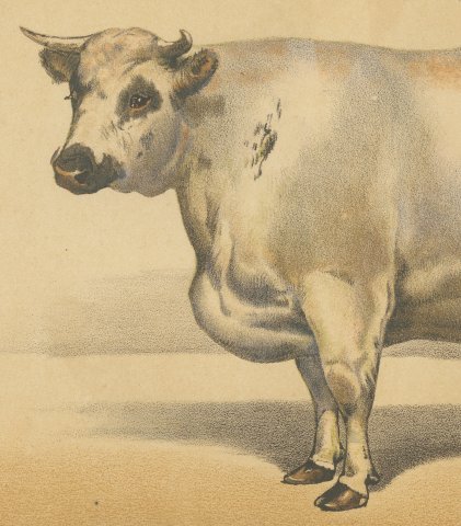 Durham Shorthorn Ox, British Cattle Chromolithograph by Olivier de Penne, 1863, close-up 2
