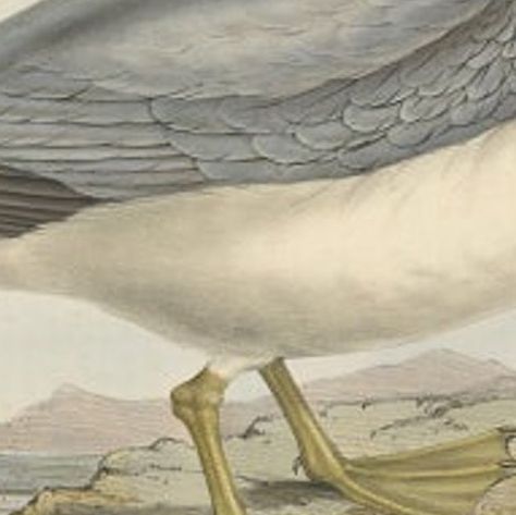 Fulmar Petrel, Antique Seabird Lithograph by John Gould, c.1832, close-up 2
