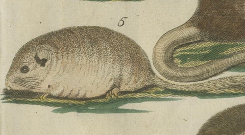 Hand-Colored Antique Illustrations of Various Rodent-like Animals, circa 1820, close-up 2