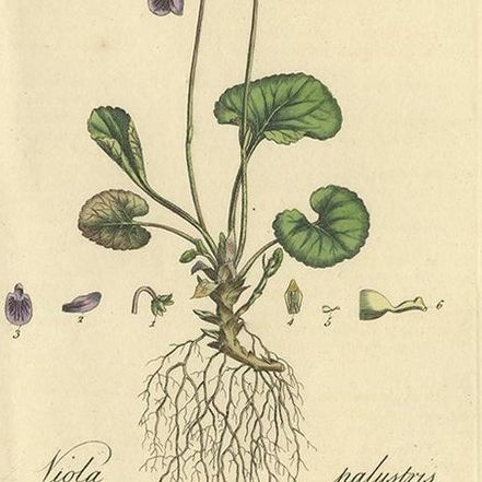 Antique Botany Print of Viola Palustris by Curtis, circa 1817, close-up 2