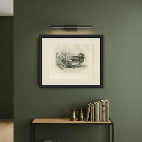 Gadwall Duck among Reeds, Plate CLXXI, Antique Bird Print by Medland, 1909, shown framed on a wall