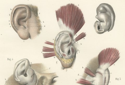 The External Ear, Antique Hirschfeld Anatomy Print, 1866, view 3