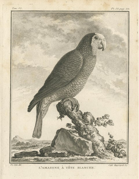 Antique Bird Engraving of a White-Crowned Amazon, view 3