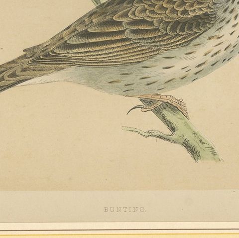 Antique Bird Print of a Bunting, close-up 2