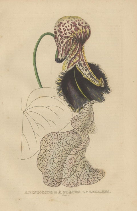 Antique Botanical Print of Aristolochia à Fleurs Labellées - 19th Century, close-up 4