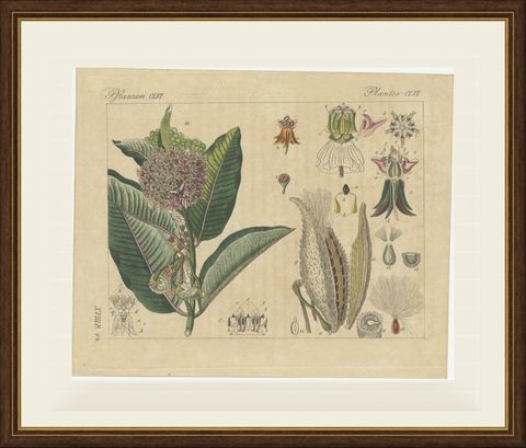 Common Milkweed with Seed Pods and Details, Antique Bertuch Print, circa 1818, shown framed