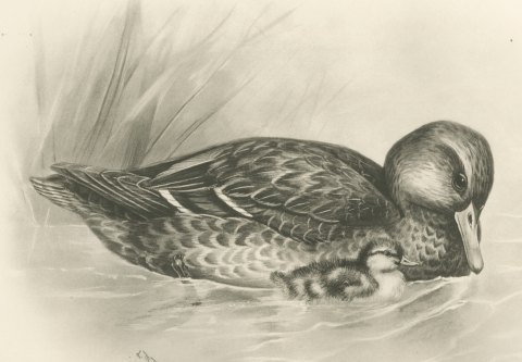 Wild Duck (Female) with Duckling, Plate CLXX after Lilian Medland, c. 1909, close-up 1