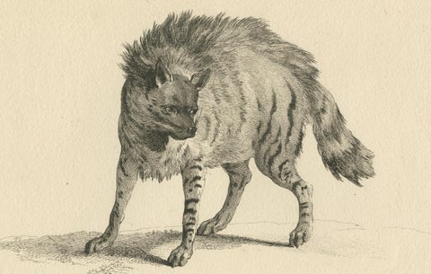 The Majestic Eurasian Lynx: A Detailed Etching - circa 1740, close-up 3