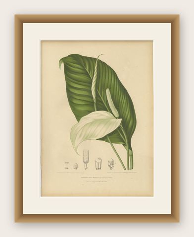 Original Antique Peace Lily Botanical Chromolithograph by Hoola van Nooten, 1880, shown framed