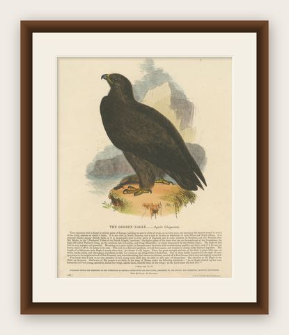 The Majestic Golden Eagle, Antique Wood Engraving, circa 1860, shown framed