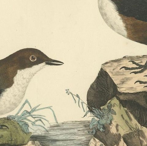 Aquatic Songbirds named Dippers Engraved by Selby and Hand-Colored, 1826, close-up 5