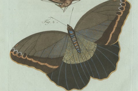 Original Antique Print of Two Exotic Butterflies by Bertuch, c. 1800, close-up 5