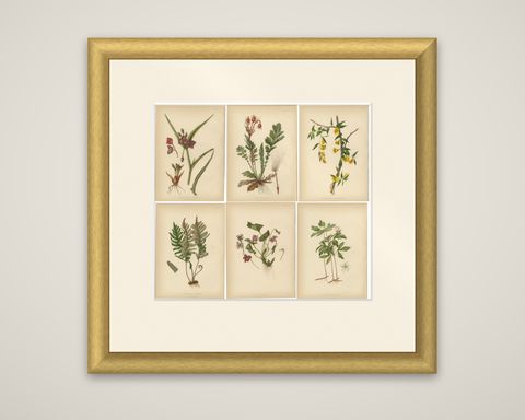 Native US Flora - Six Original Botanical Chromolithograps, 1879, shown framed