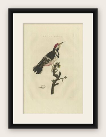 Antique Bird Print of the Lesser Spotted Woodpecker by Sepp & Nozeman, 1809, shown framed