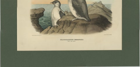 Antique Bird Print of a Young and Adult Temminck's Auk Made After D.G. Elliot, view 4
