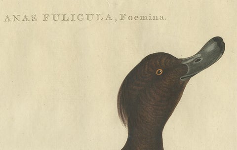 Female Tufted Duck Antique Bird Print by Sepp & Nozeman, circa 1797, close-up 2