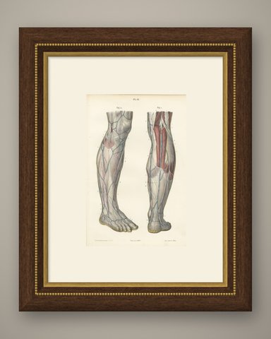 Nerves of the Leg and Foot, Antique Hirschfeld Anatomy Print, 1866, shown framed