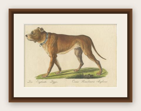 Antique English Mastiff Dog Lithograph by Karl Joseph Brodtmann, 1816, shown framed