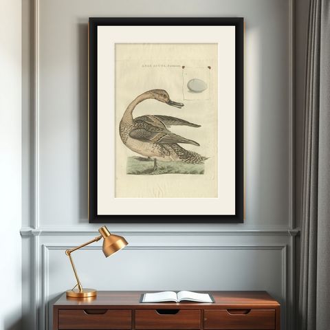 Anas acuta foemina, Northern Pintail Female with Egg by Nozeman & Sepp, 1789, shown framed on a wall
