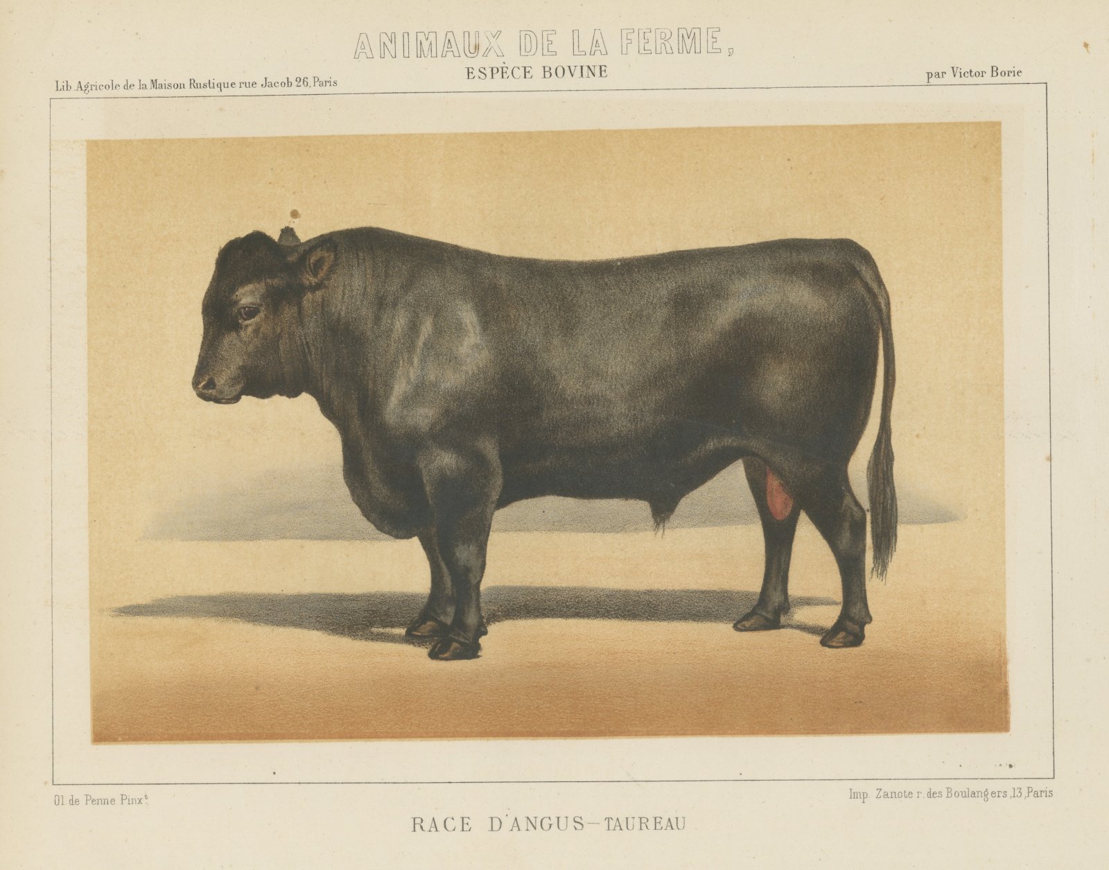 Angus Bull, Scottish Cattle Chromolithograph by Olivier de Penne, 1863