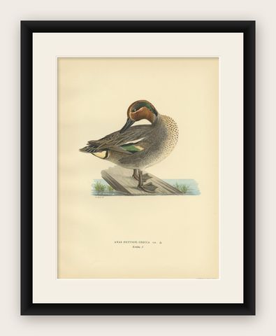 Antique Bird Print of the Eurasian Teal by Von Wright '1929', shown framed