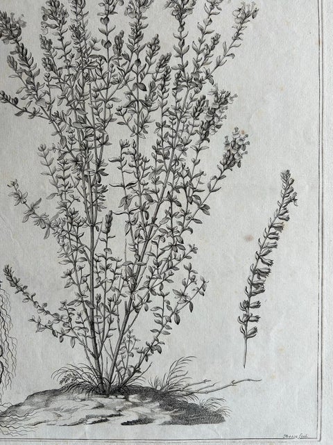 Syrian Oregano (Origanum Syriacum), Antique Botanical Engraving c.1676, view 7