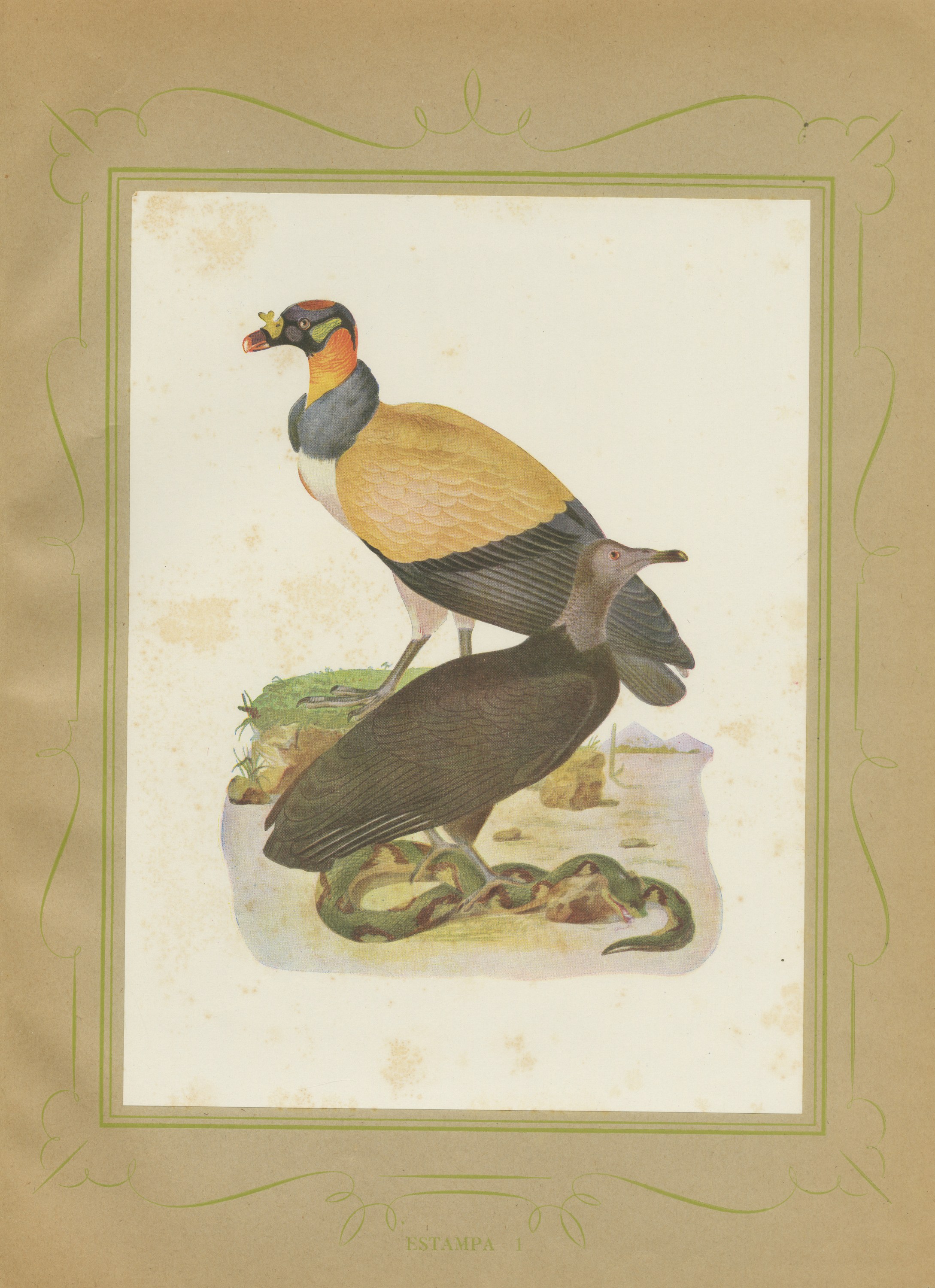 King Vulture and Black Vulture, Brazilian Bird Print, Descourtilz, 1944