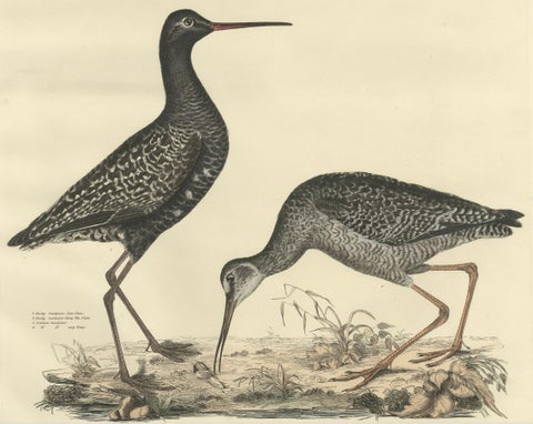 "Plate XV: The Sandpipers - A Study in Seasonal and Developmental Plumage, 1826, close-up 3