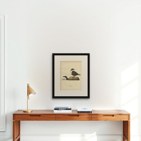 Antique Bird Print of The White-throated Dipper by Von Wright, 1927, shown framed on a wall