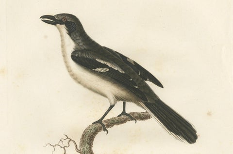 Original Shrike Illustration - 'La Collurie ardoisée' Handcolored Print, 1807, close-up 2