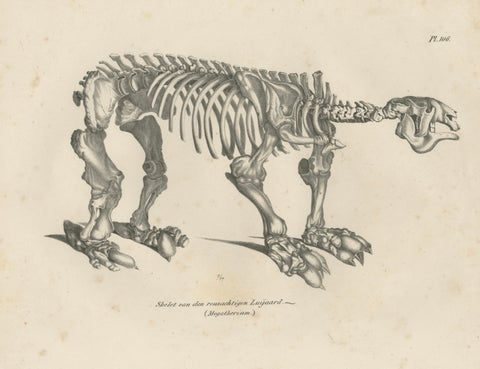 Megatherium Skeleton Lithograph, Giant Ground Sloth, Brodtmann c.1830, close-up 1