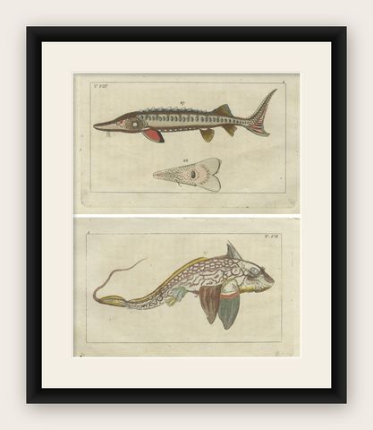 Set of 2 Antique Fish Prints - Ratfish - Sea Sturgeon, shown framed